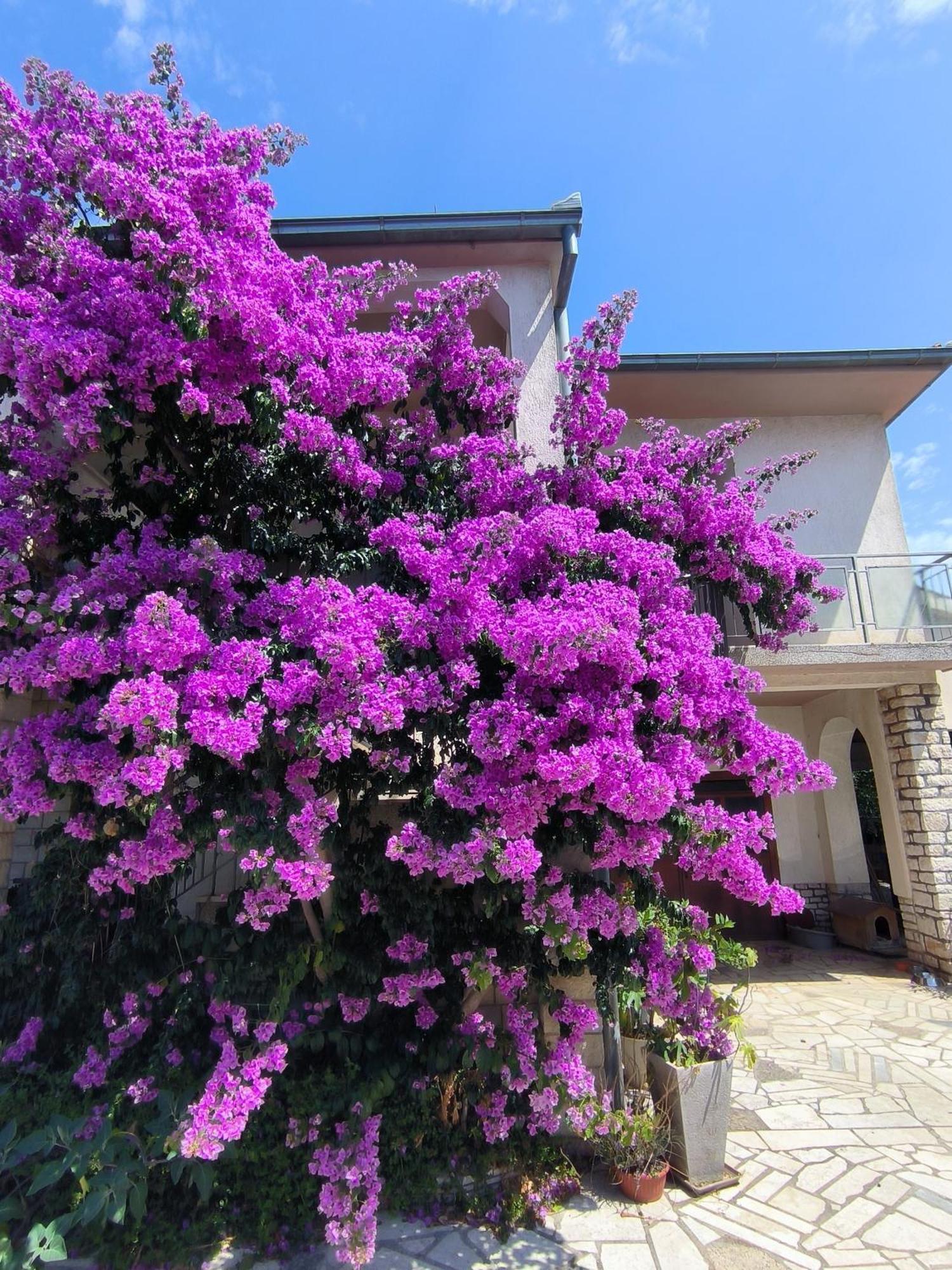 Apartments Villa Rosa Rovinj Buitenkant foto
